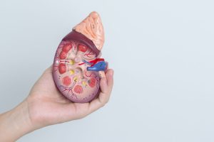 Hand holding kidney