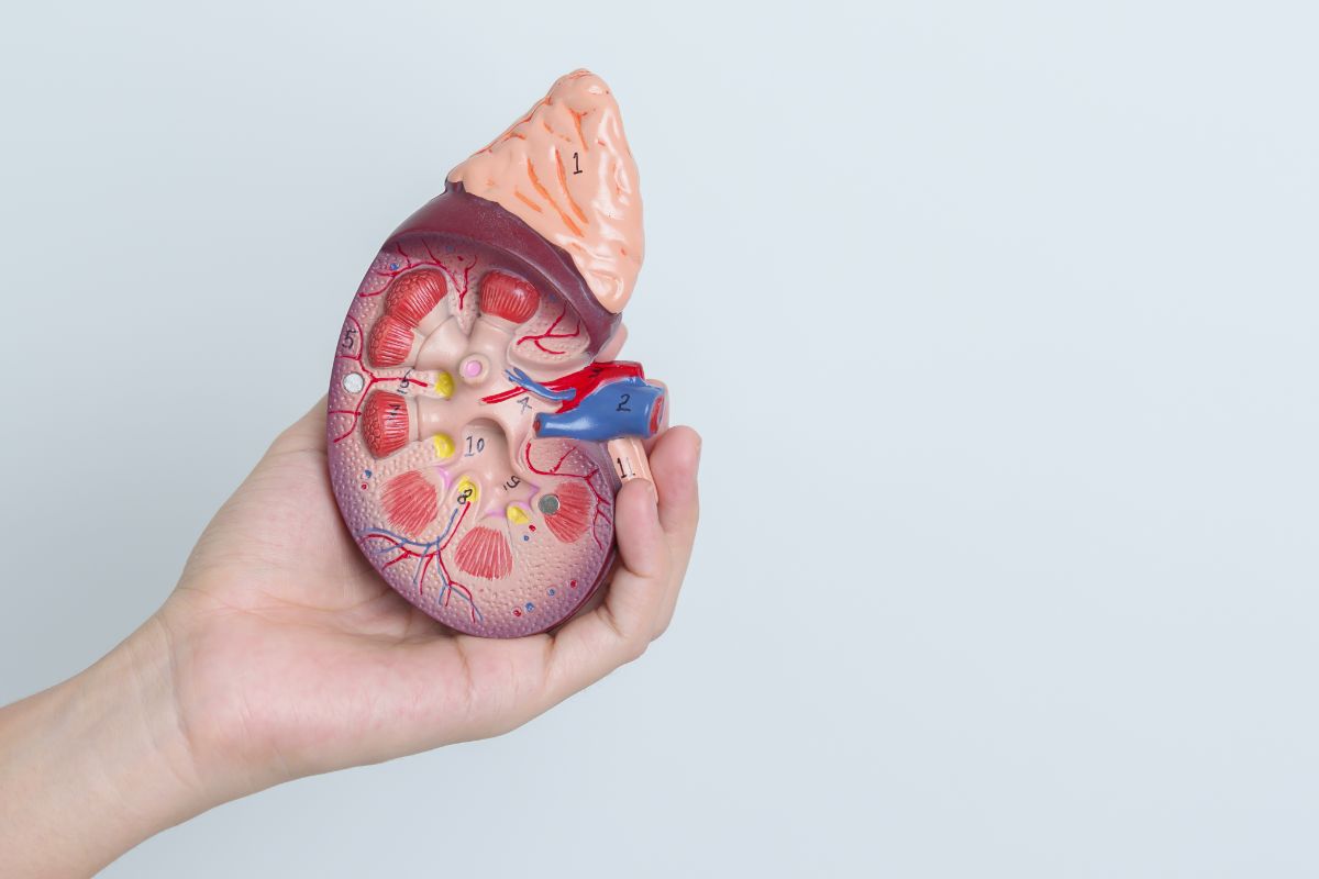 Understanding Kidney Diseases